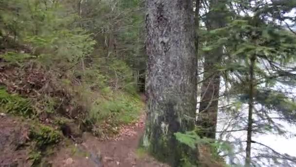 ウクライナの山の中の森林のパス 高い山の湖Synevyr 山の中で木を発芽させる 松や火の眺め 森の中の木の上 下からの眺め — ストック動画
