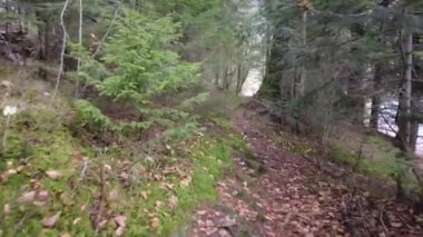 A forest path in the mountains of Ukraine. High mountain lake Synevyr. Spruce trees in the mountains. View of pines and firs. Tree tops in the forest. View from the bottom up.