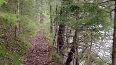 A forest path in the mountains of Ukraine. High mountain lake Synevyr. Spruce trees in the mountains. View of pines and firs. Tree tops in the forest. View from the bottom up.
