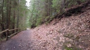 A forest path in the mountains of Ukraine. High mountain lake Synevyr.