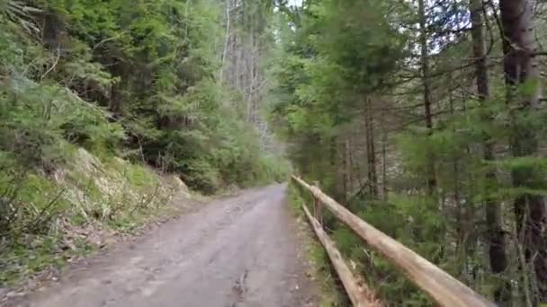 Skogsstig Bergen Ukraina Högfjällssjö Synevyr — Stockvideo