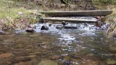 A forest path in the mountains of Ukraine. High mountain lake Synevyr.