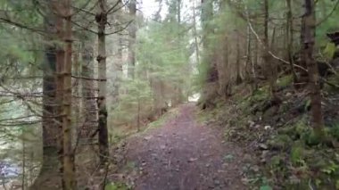 A forest path in the mountains of Ukraine. High mountain lake Synevyr.