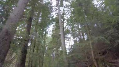 A forest path in the mountains of Ukraine. High mountain lake Synevyr.