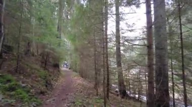 A forest path in the mountains of Ukraine. High mountain lake Synevyr.