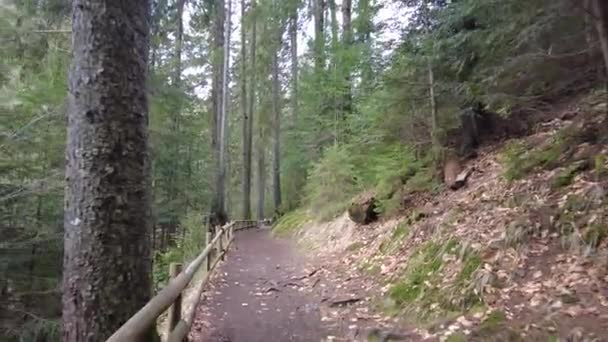 乌克兰山区的一条森林小径 高山湖Synevyr — 图库视频影像