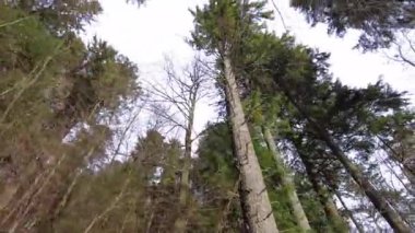 A forest path in the mountains of Ukraine. High mountain lake Synevyr.