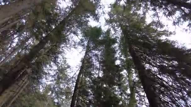 Skogsstig Bergen Ukraina Högfjällssjö Synevyr — Stockvideo
