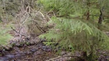 A forest path in the mountains of Ukraine. High mountain lake Synevyr. A river in the mountains.
