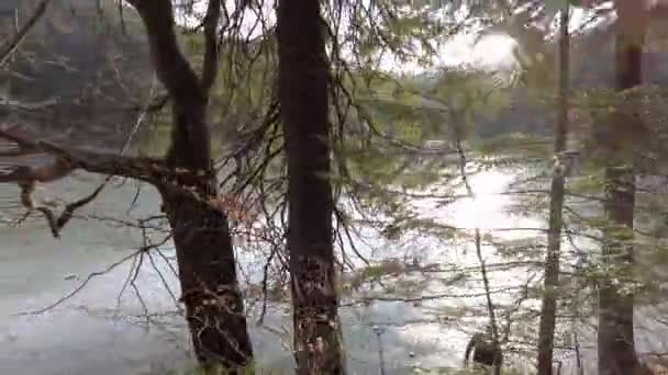 乌克兰山区的一条森林小径 高山湖Synevyr — 图库视频影像