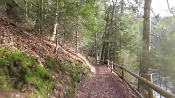 Forest Path Mountains Ukraine High Mountain Lake Synevyr — Vídeos de Stock