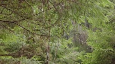 A forest path in the mountains of Ukraine. High mountain lake Synevyr. A river in the mountains.