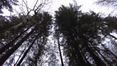 A forest path in the mountains of Ukraine. High mountain lake Synevyr. Wooden gazebo in the mountains. Old wooden house in the forest.