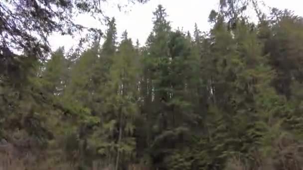 乌克兰山区的一条森林小径 高山湖Synevyr 山中的木桥 — 图库视频影像