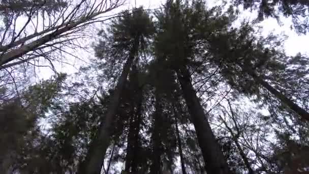 乌克兰山区的一条森林小径 高山湖Synevyr 山中的木制露台 森林里的旧木屋 — 图库视频影像