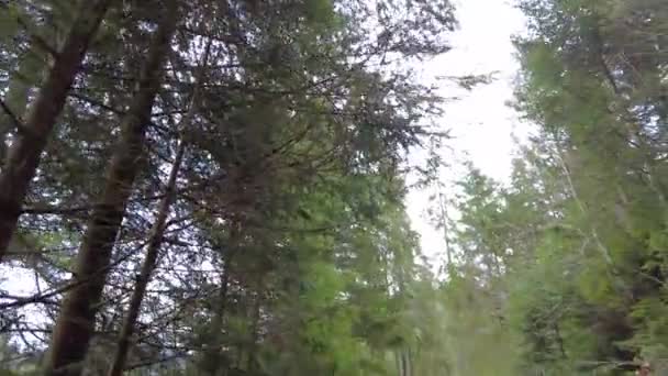 Forest Path Mountains Ukraine High Mountain Lake Synevyr Wooden Gazebo — Vídeo de Stock