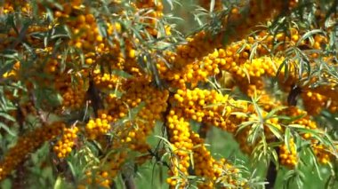 A farm enterprise for the production of sea buckthorn berries. Sea buckthorn berry plantation. Sea buckthorn bushes.