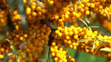 A farm enterprise for the production of sea buckthorn berries. Sea buckthorn berry plantation. Sea buckthorn bushes.