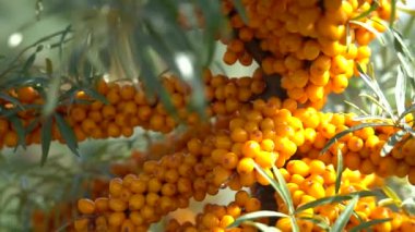 A farm enterprise for the production of sea buckthorn berries. Sea buckthorn berry plantation. Sea buckthorn bushes.