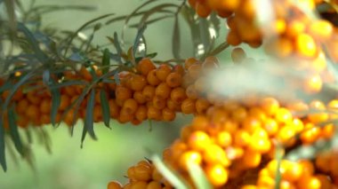 A farm enterprise for the production of sea buckthorn berries. Sea buckthorn berry plantation. Sea buckthorn bushes.