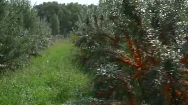A farm enterprise for the production of sea buckthorn berries. Sea buckthorn berry plantation. Sea buckthorn bushes.