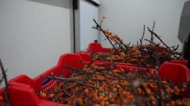 Chernihiv region, Ukraine - January 2023: Sea buckthorn crop sorting at one of the sea buckthorn berry farms. Frozen sea buckthorn berries.