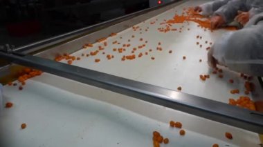 Chernihiv region, Ukraine - January 2023: Sea buckthorn crop sorting at one of the sea buckthorn berry farms. Frozen sea buckthorn berries.