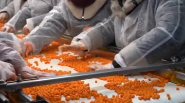 Chernihiv region, Ukraine - January 2023: Sea buckthorn crop sorting at one of the sea buckthorn berry farms. Frozen sea buckthorn berries.