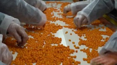 Chernihiv region, Ukraine - January 2023: Sea buckthorn crop sorting at one of the sea buckthorn berry farms. Frozen sea buckthorn berries.