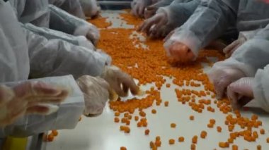 Chernihiv region, Ukraine - January 2023: Sea buckthorn crop sorting at one of the sea buckthorn berry farms. Frozen sea buckthorn berries.
