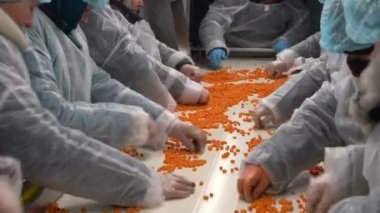Chernihiv region, Ukraine - January 2023: Sea buckthorn crop sorting at one of the sea buckthorn berry farms. Frozen sea buckthorn berries.