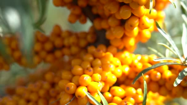海クロウメモドキ果実の生産のための農業企業 シーバックソーンベリープランテーション シーバソーンの茂み — ストック動画