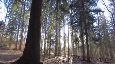 The rays of the sun through the coniferous trees in the forest. Dense pine forest. The rays of the sun break through the pine trees.