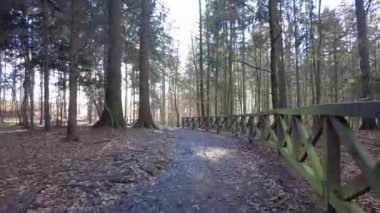 The rays of the sun through the coniferous trees in the forest. Dense pine forest. The rays of the sun break through the pine trees.