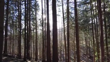 The rays of the sun through the coniferous trees in the forest. Dense pine forest. The rays of the sun break through the pine trees.