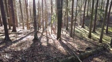 The rays of the sun through the coniferous trees in the forest. Dense pine forest. The rays of the sun break through the pine trees.