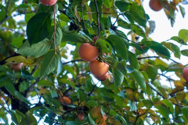 Limone Sul Garda, Italy - November 7, 2024: Persimmon fruits on a tree. Persimmon growing on a branch.  clipart