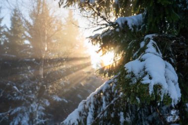 Akşam güneşinin ışınlarında karla kaplı ladin. Güneş ışınları ladin dallarını delip geçer..