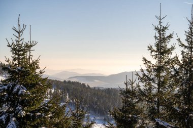 Güneş ışınlarında karla kaplı köknar ağaçları olan dağ manzarası.