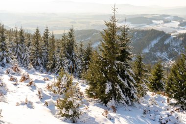 Güneş ışınlarında karla kaplı köknar ağaçları olan dağ manzarası.