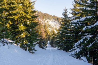 Güneş ışınlarında karla kaplı köknar ağaçları olan dağ manzarası.