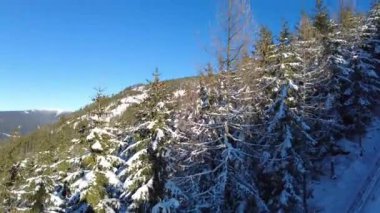 Güneş ışınlarında karla kaplı köknar ağaçları olan dağ manzarası.