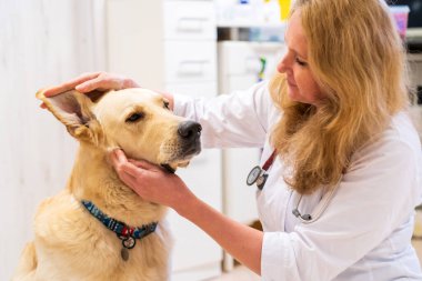 Brno, Çek Cumhuriyeti - 28 Mart 2025: Bir veteriner veteriner veterinerlik kliniğindeki randevusu sırasında bir köpeği muayene eder.