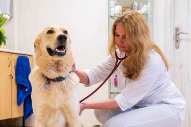 Brno, Çek Cumhuriyeti - 28 Mart 2025: Bir veteriner veteriner veterinerlik kliniğindeki randevusu sırasında bir köpeği muayene eder.