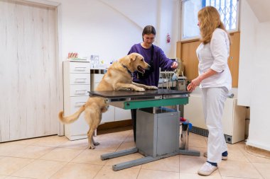 Brno, Çek Cumhuriyeti - 28 Mart 2025: Bir veteriner veteriner veterinerlik kliniğindeki randevusu sırasında bir köpeği muayene eder.