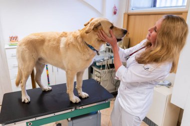 Brno, Çek Cumhuriyeti - 28 Mart 2025: Bir veteriner veteriner veterinerlik kliniğindeki randevusu sırasında bir köpeği muayene eder.