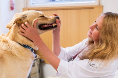 Brno, Çek Cumhuriyeti - 28 Mart 2025: Bir veteriner veteriner veterinerlik kliniğindeki randevusu sırasında bir köpeği muayene eder.