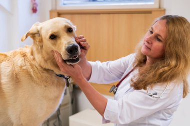 Brno, Çek Cumhuriyeti - 28 Mart 2025: Bir veteriner veteriner veterinerlik kliniğindeki randevusu sırasında bir köpeği muayene eder.