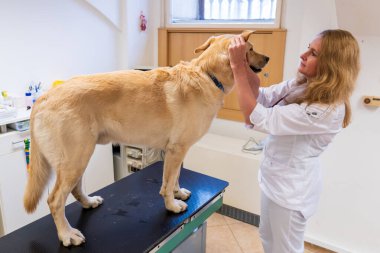Brno, Çek Cumhuriyeti - 28 Mart 2025: Bir veteriner veteriner veterinerlik kliniğindeki randevusu sırasında bir köpeği muayene eder.