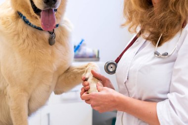 Brno, Çek Cumhuriyeti - 28 Mart 2025: Bir veteriner veteriner veterinerlik kliniğindeki randevusu sırasında bir köpeği muayene eder.